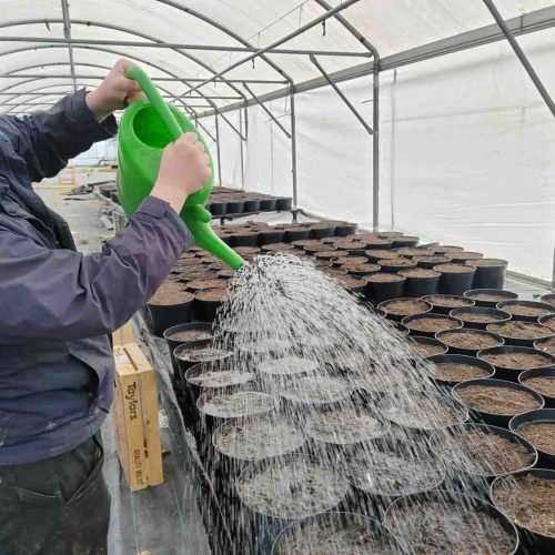 Camelia Botnar Foundation Horticulture Department 145150