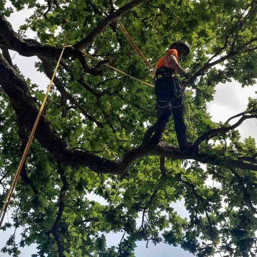 Camelia Botnar Foundation Estate Maintenance Department 121613